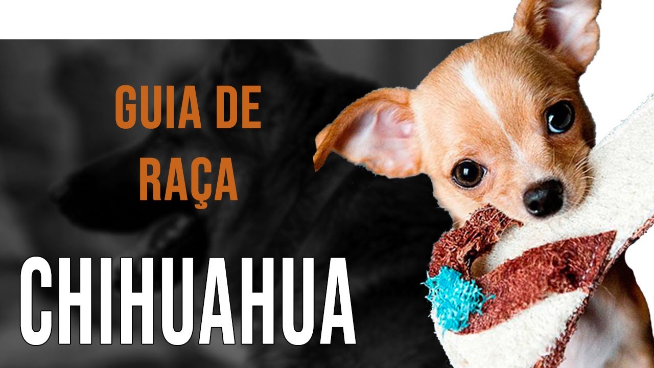 CHIHUAHUA - Tudo sobre a raça - YouTube