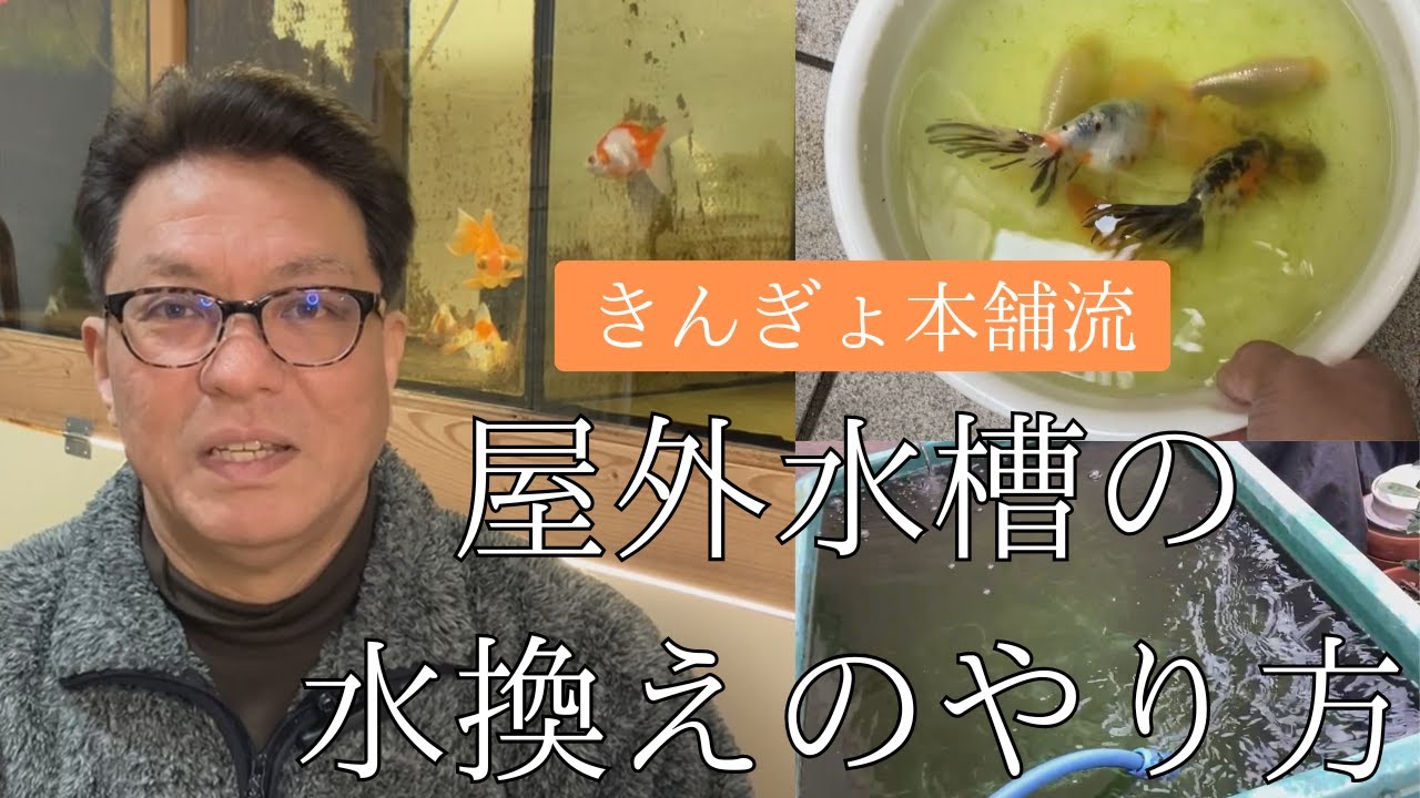 未使用送料込JAPAN伝統工芸風流2つ割れのれん華麗な金魚キンギョ