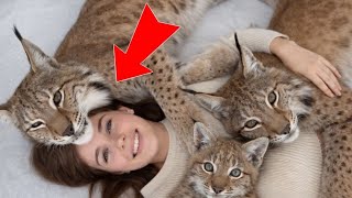 Giant Lynx My Heart Melted I Thought He Was Dangerous Until He Did This