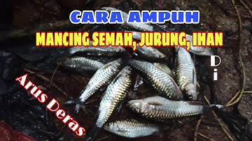 Umpan paling Ampuh ikan Masher, Nama lain: Garing, Jurung, Semah, Ihan. Di Arus deras !!!