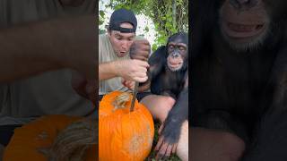 Carving Pumpkins With Chimpanzee! #Pumpkin #Carving #Animal #Monkey
