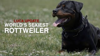THE WORLD S SEXIEST ROTTWEILER LUCA UPDATE