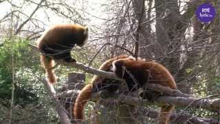 Marty Whelan meets the Red Pandas at Dublin Zoo!