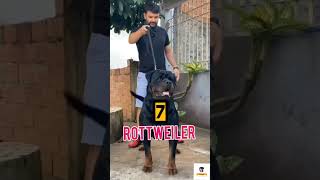 Top 15 Fearless Dog Breeds In The World  shorts short dogs