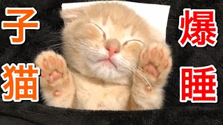 絶対に起きない子猫にイタズラをしてみた【赤ちゃん短足マンチカン】