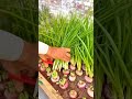 How to Harvest Fresh and Lush Green Onions by Cutting Them Using Scissors #shorts