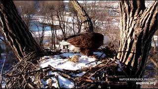 Decorah Eagles 1-22-21, 9:42 am DM2 brings nesting material, does stick work