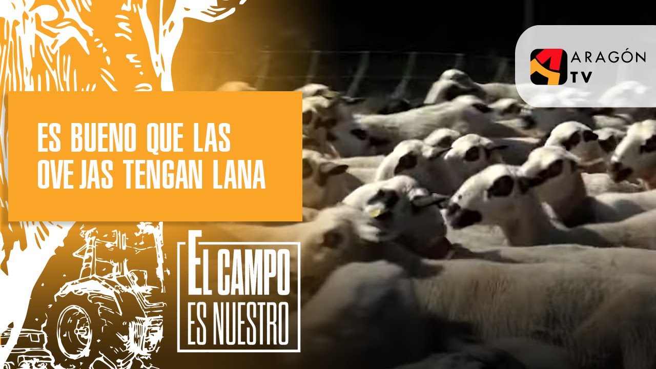 Es bueno que las ovejas tengan lana para que no pasen frio en la