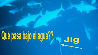 MEJORA tus resultados en JIGGING!!