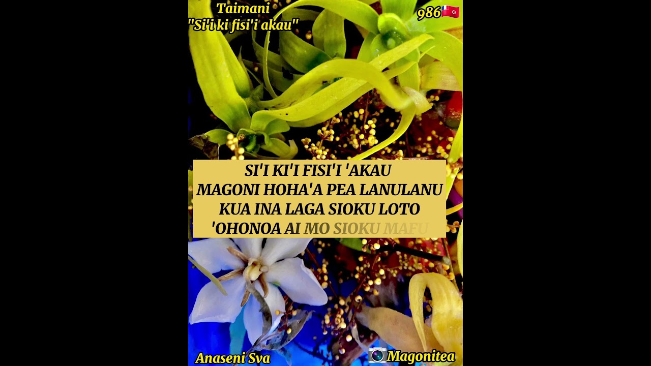 Si'i ki fisi'i akau - Taimani (Paroles/Lyrics)