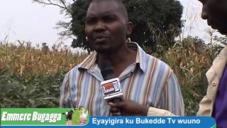 EMMERE BUGAGGA: Eyayigira ku Bukedde TV wuuno