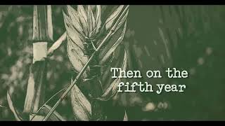 Chinese Bamboo Tree Motivational Story