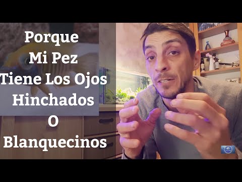 Video: Cómo cuidar a un guppies: 13 pasos (con imágenes)