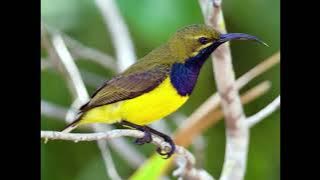Tiếng chim hút mật 5 màu bẩy keo không tạp âm, không quản cáo.