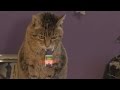 Genius Cat - Episode 03 - Predator camouflage effect