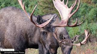 Grumpy the Bull Moose Comes Back to His Area #bullmoose