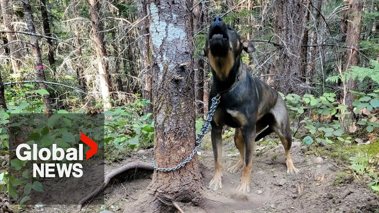 Dog chained to tree in BC wildfire zone found by her cries for help ...