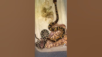 The babies had their first shed #ballpython #snake #like #reptiles #subscribe #shorts #shedding