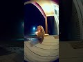 Caught on camera 😳Monkey steals groceries and lights a cigarette 🚬Real or AI?#shortvideo #shorts #ai