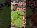 世界一簡単なセンペルビュウムの増やし方　#多肉植物 #センペルビュウム #ジョビバルバ #succulent #shorts