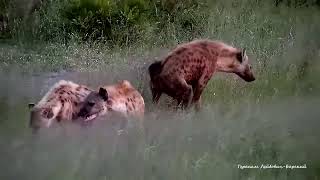 Дикая природа Wildlife Пятнистые гиены Интимное приветствие Spotted hyenas Intimate form of greeting