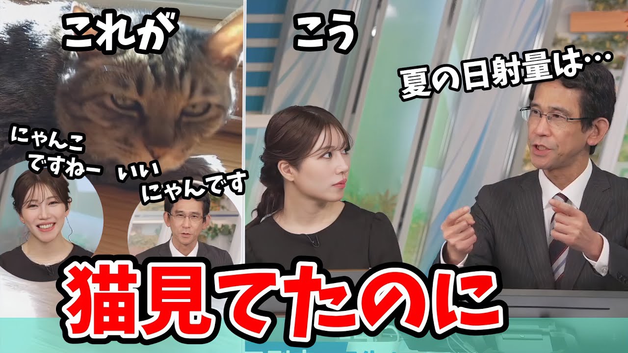 【魚住茉由・山口剛央】一緒に猫を見てたら真面目な夏冬の日射エネルギーの話にまで発展する茉由ちゃんと山口さん【ウェザーニュース切り抜き】