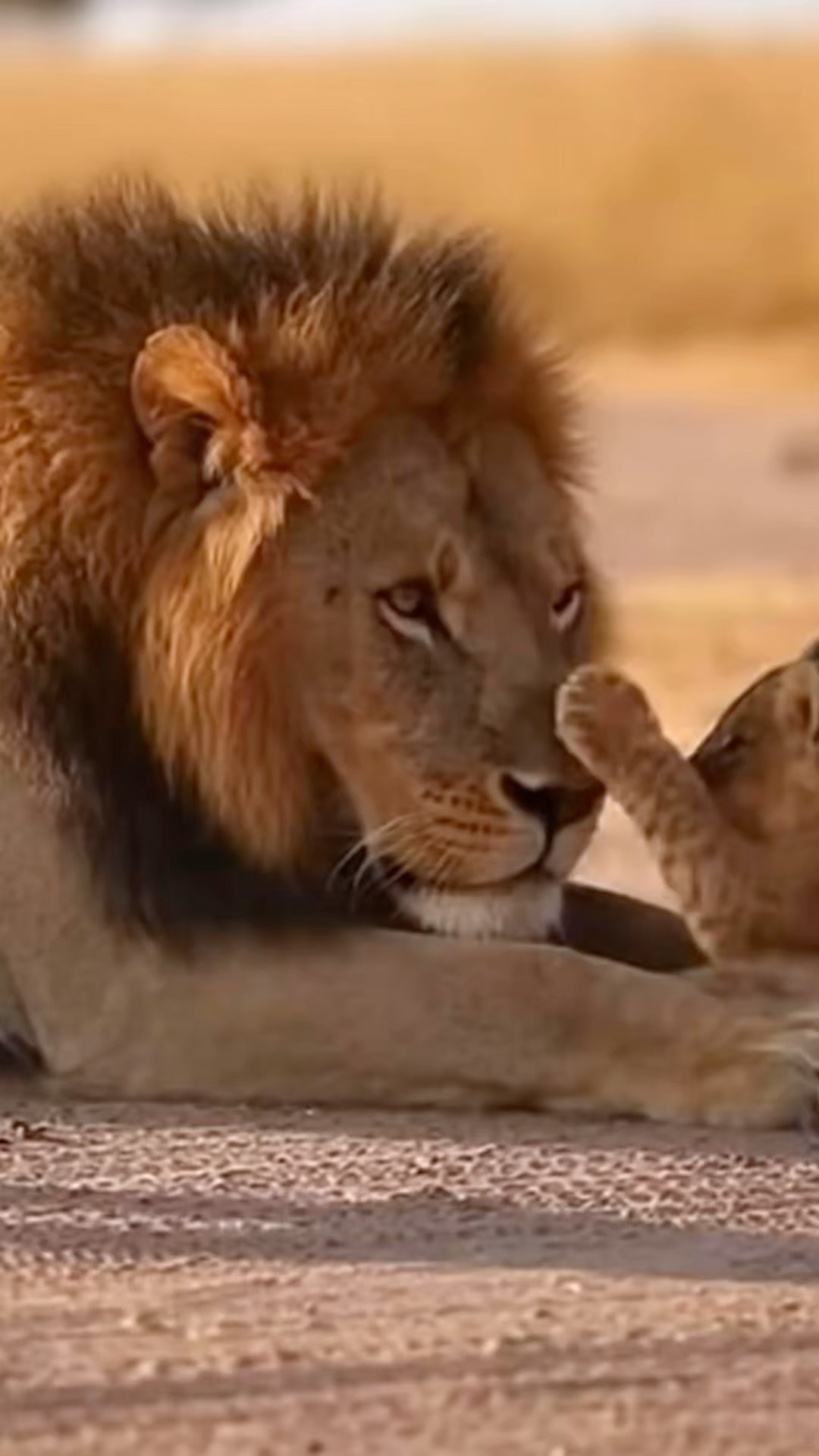 Mom's] #icecream #lion #wildlife #wildlife #shorts #comedy