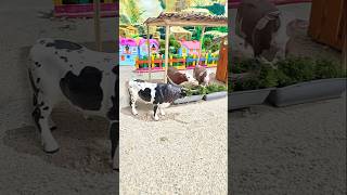 Mini Farm #shorts #cows