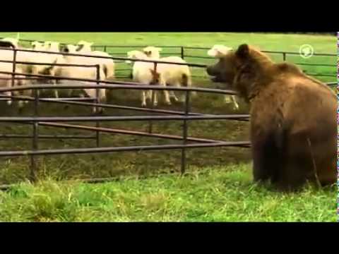 Sheepdog saves his flock from a bear attack