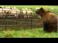 Sheepdog saves his flock from a bear attack