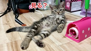 可愛いお腹をドヤ顔で見せつけてくる子猫w
