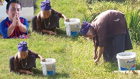 nyob zoo os los saib nyaaj plab hlais zaub nyuj os