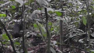 Bonobo gesture - Object move (Example 1)