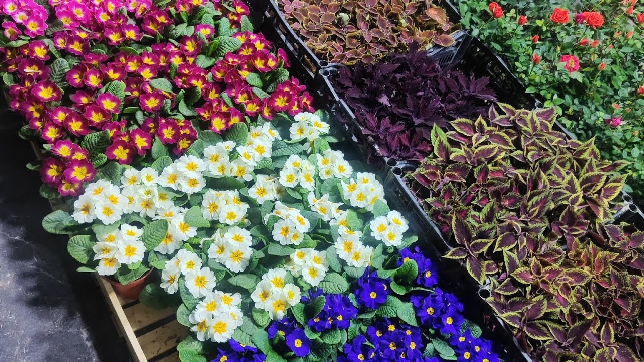 Чорсу гул бозори