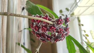 хойя pubicalyx red button | цветение | обзор сорта