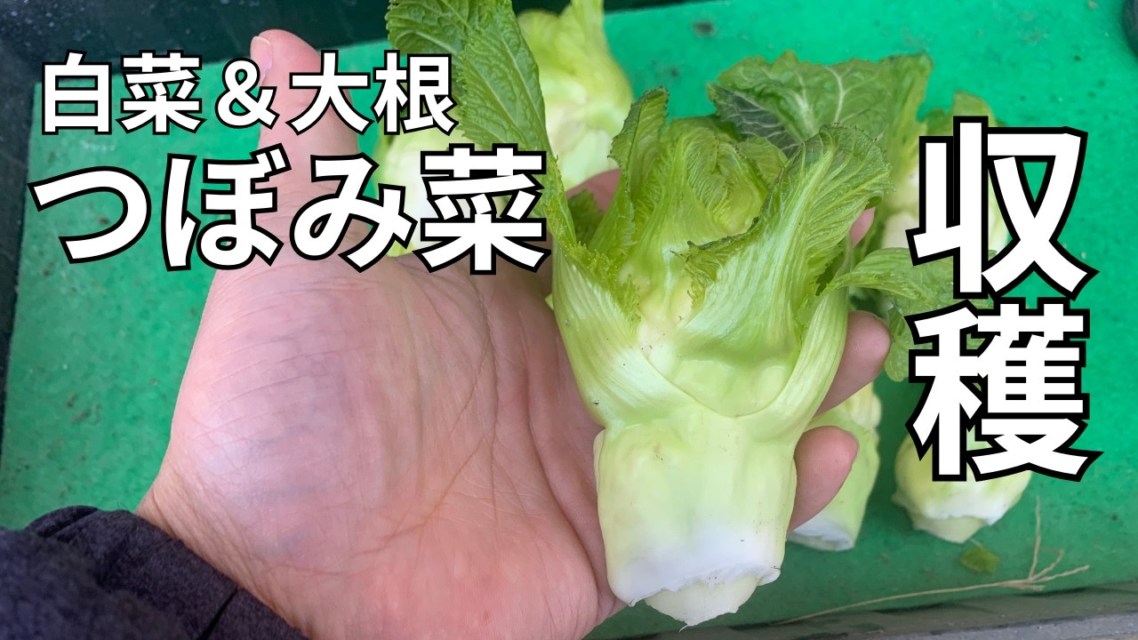 何も起きない農作業｜白菜と大根とつぼみ菜を収穫する音