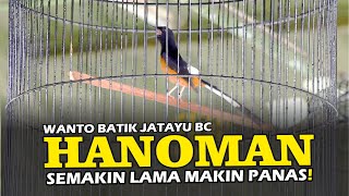 Panjang!! Murai Batu HANOMAN Semakin Lama Semakin Panas