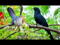 বৈশাখে কোকিল এর ডাক || ১লা বৈশাখ ১৪৩৩ বাংলা (শুভ নববর্ষ 🦜🌿)