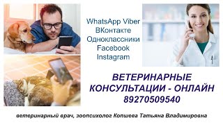 Ветеринарная консультация - онлайн