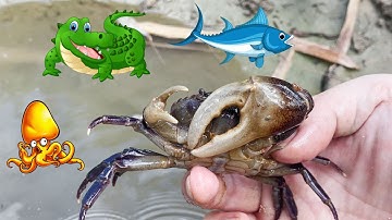 Cua TV Đi Bắt Cá Ở Suối Phát Hiện Rất Nhiều Cua, Ốc Sên, Mực Ống, Gấu Trúc, Cá Mập, Cá Sấu - Phần 6