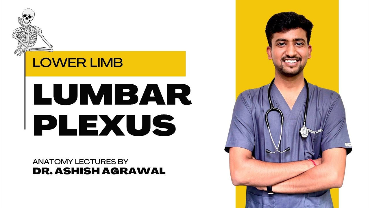 Lumbar Plexus || Lower Limb Anatomy || First Year MBBS || Anatomy lectures by Ashish
