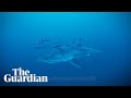 Diver captures rare footage of great white shark in the Mediterranean Sea