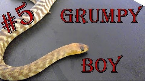 Showing my gorgeous Woma python vlog #005