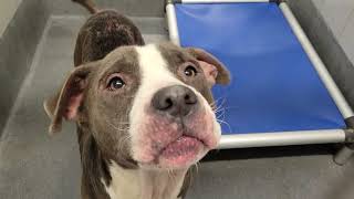 acs A684299