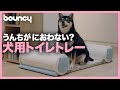 犬のフンがニオイゼロ？犬用トイレトレー「POOPOUT」