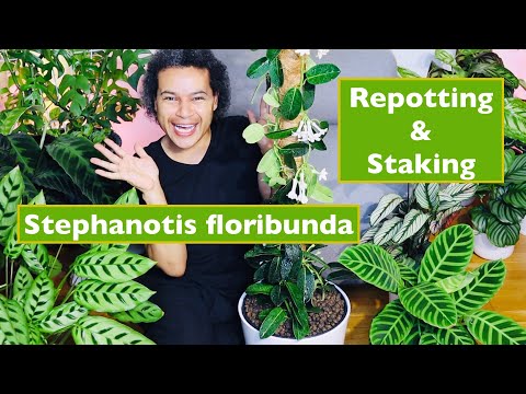 Vidéo: Stefanotis (38 Photos) : Reproduction Et Entretien à Domicile. Description Des Espèces De Floribunda, Floraison Abondante Et Autres. Et Si Ses Feuilles Jaunissaient ?