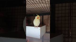 DAU 193 - BUDGIES KO HAND TAIM KAISE KARE #budgielovers #budgiecare #budgiediet #ytshorts #explore