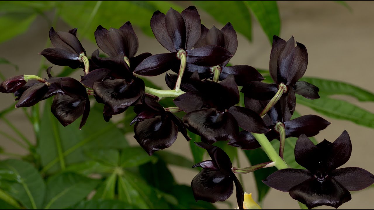 Пересадка Monnierara Millennium Magic 'Witchcraft' FCC/AOS