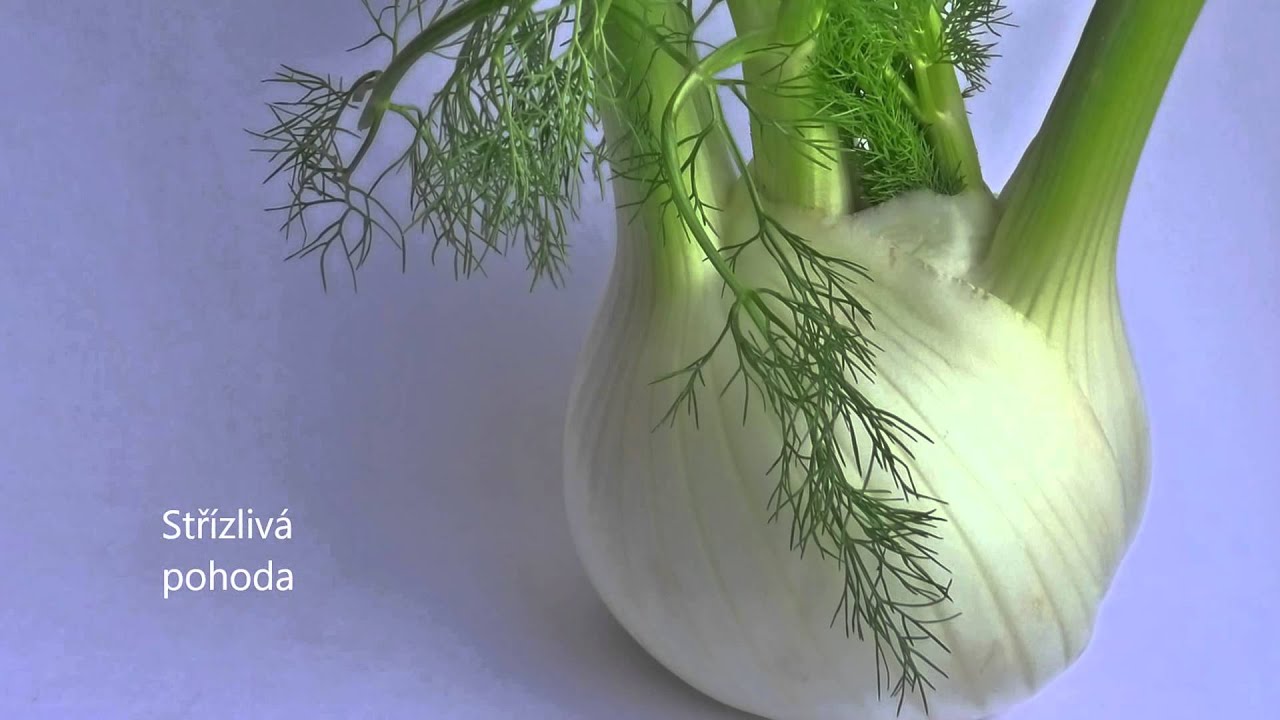 Fenykl: zelenina, koření i lék