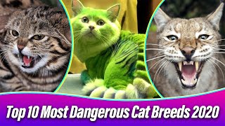 Top 10 Most Dangerous Cat Breeds In The World